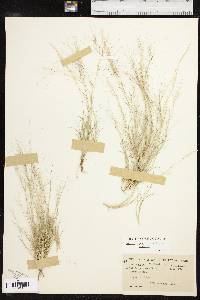 Aristida purpurea var. purpurea image