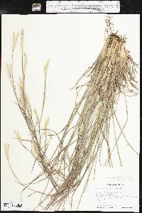 Andropogon ternarius image