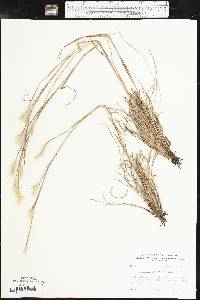 Andropogon ternarius image