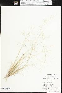 Aristida havardii image