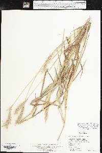 Bothriochloa laguroides subsp. torreyana image