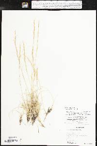 Aristida purpurea var. nealleyi image