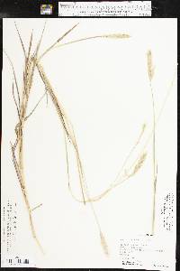 Bothriochloa laguroides image