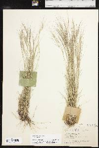 Aristida purpurea var. purpurea image