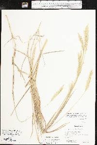 Bothriochloa laguroides image