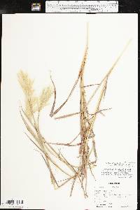 Bothriochloa barbinodis image