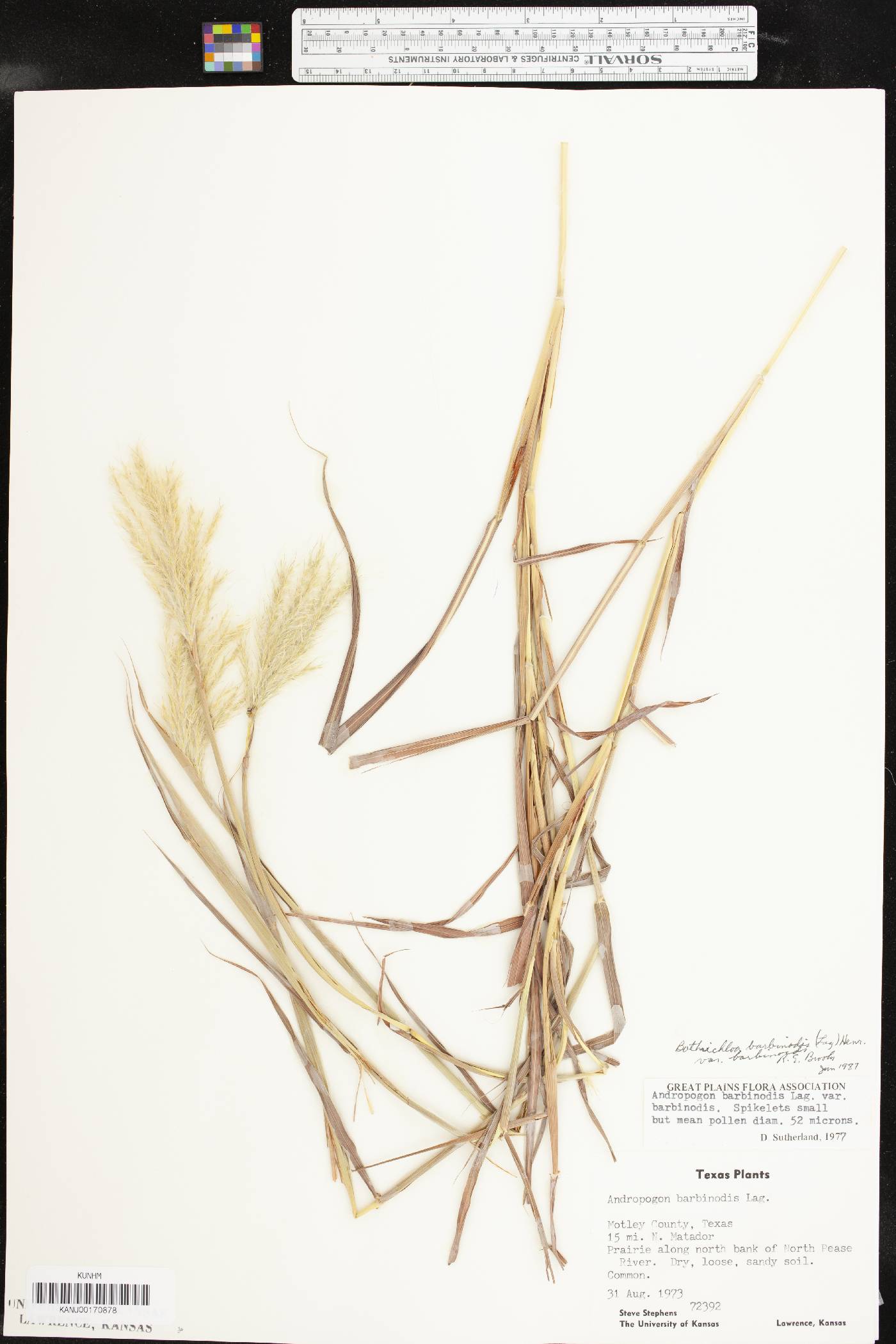 Bothriochloa barbinodis var. barbinodis image