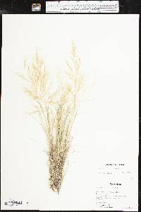 Aristida havardii image