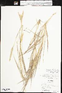 Bothriochloa laguroides image