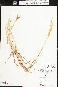 Bothriochloa laguroides subsp. torreyana image