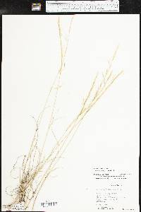 Aristida purpurea var. wrightii image