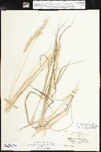 Bothriochloa laguroides image