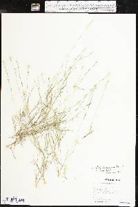 Aristida longespica image