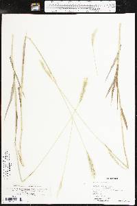 Bothriochloa laguroides subsp. torreyana image