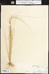 Aristida ramosissima image