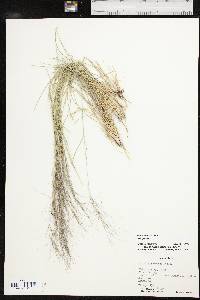 Aristida purpurea var. purpurea image