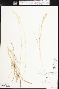 Bothriochloa laguroides subsp. torreyana image