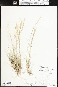 Aristida purpurea var. nealleyi image