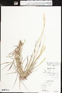 Bothriochloa laguroides image