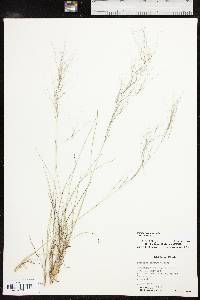 Aristida purpurea var. purpurea image