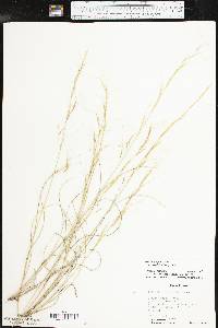 Aristida purpurea var. wrightii image