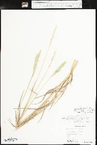 Bothriochloa laguroides image