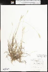 Bothriochloa laguroides subsp. torreyana image