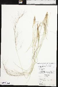 Aristida purpurea var. purpurea image