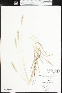 Bothriochloa laguroides subsp. torreyana image