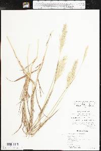 Bothriochloa laguroides image