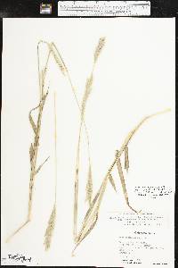 Bothriochloa laguroides image