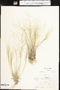 Aristida havardii image