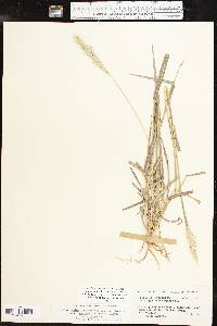 Bothriochloa laguroides subsp. torreyana image