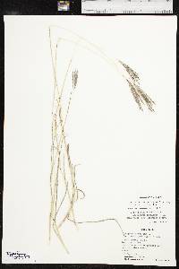 Bothriochloa ischaemum image