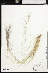 Aristida purpurea var. purpurea image