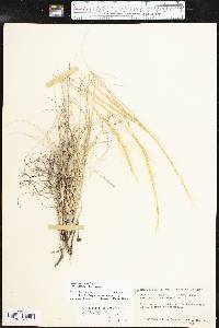 Aristida purpurea var. nealleyi image