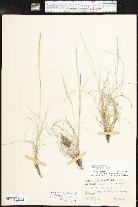 Aristida purpurea var. nealleyi image