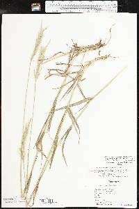 Bothriochloa laguroides image