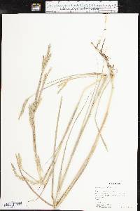 Andropogon hallii image