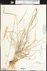 Bothriochloa laguroides image