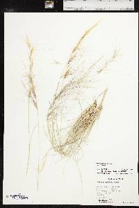 Aristida purpurea var. purpurea image