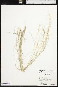 Aristida purpurea var. purpurea image