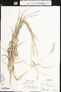 Bothriochloa laguroides image