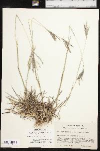 Bothriochloa ischaemum image