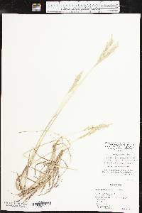 Bothriochloa laguroides image