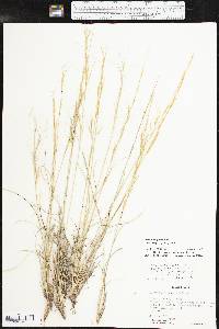 Aristida purpurea var. wrightii image