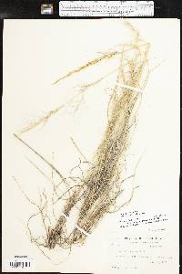 Aristida purpurea var. wrightii image