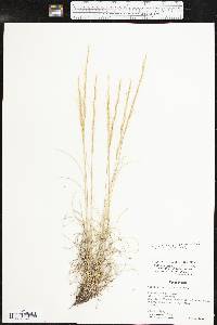 Aristida purpurea var. nealleyi image