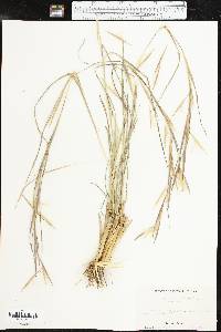 Andropogon virginicus var. virginicus image