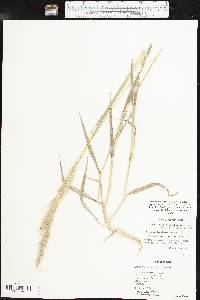 Bothriochloa laguroides subsp. torreyana image